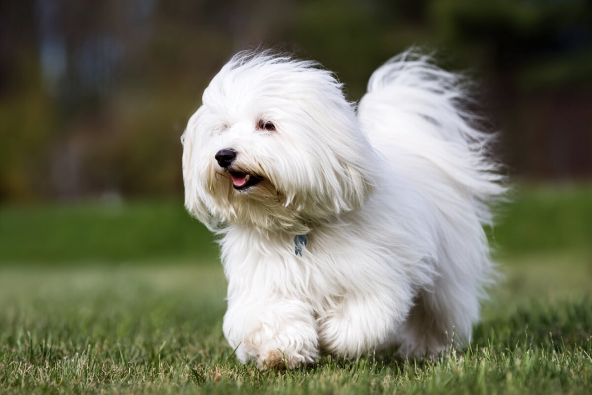 Coton de Tulear