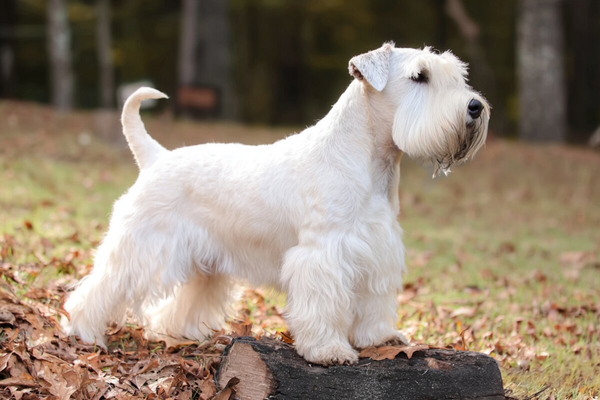 Sealyham Terrier