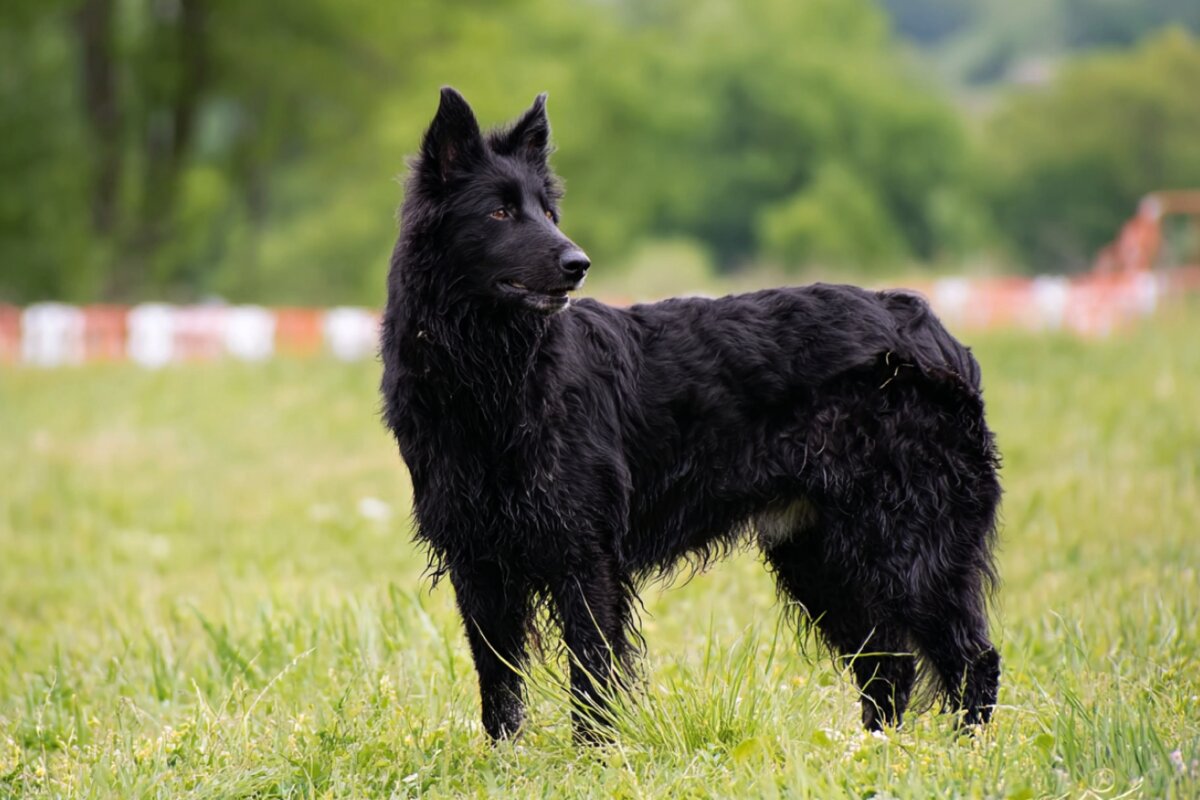 Croatian Sheepdog