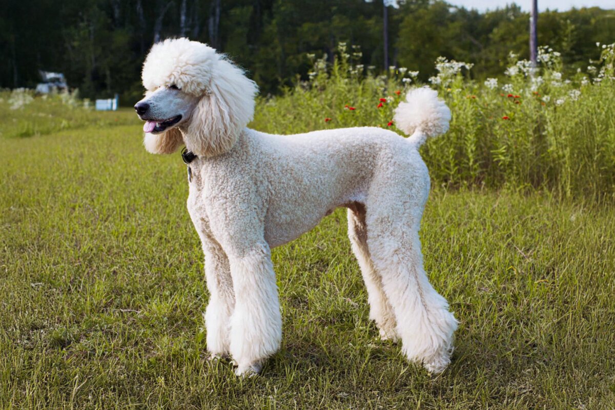 Poodle (Standard)