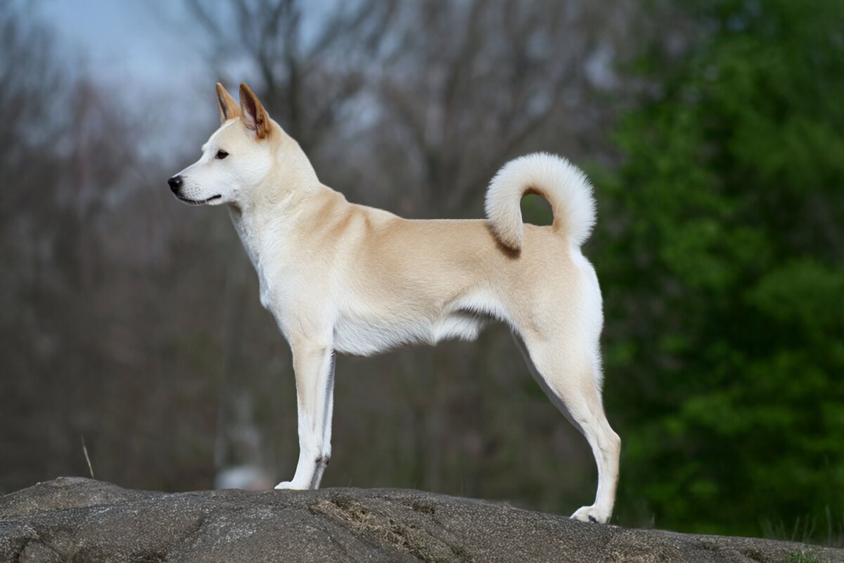 Canaan Dog
