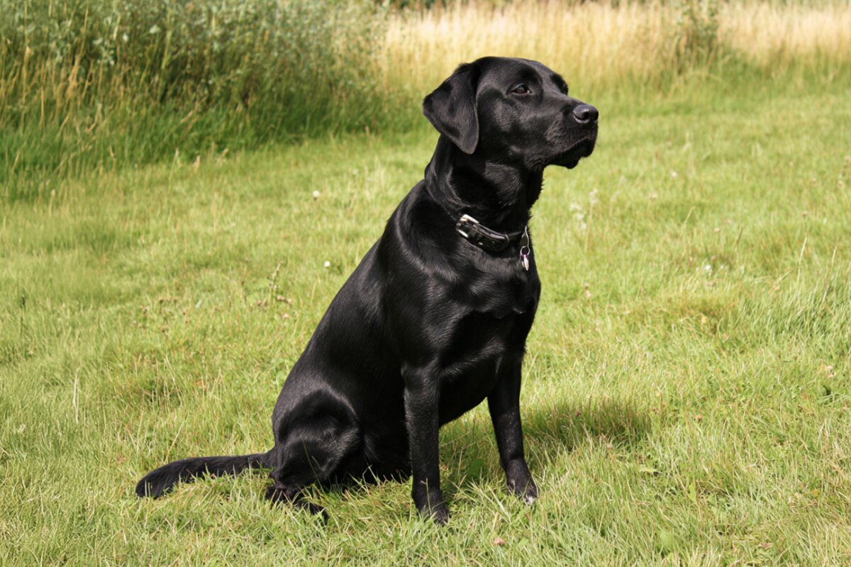 Labrador Retriever