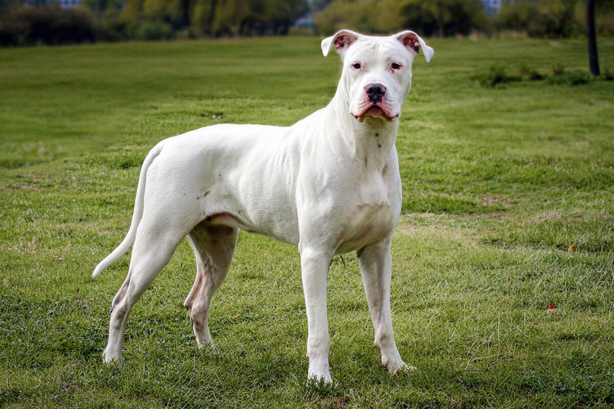 Dogo Argentino