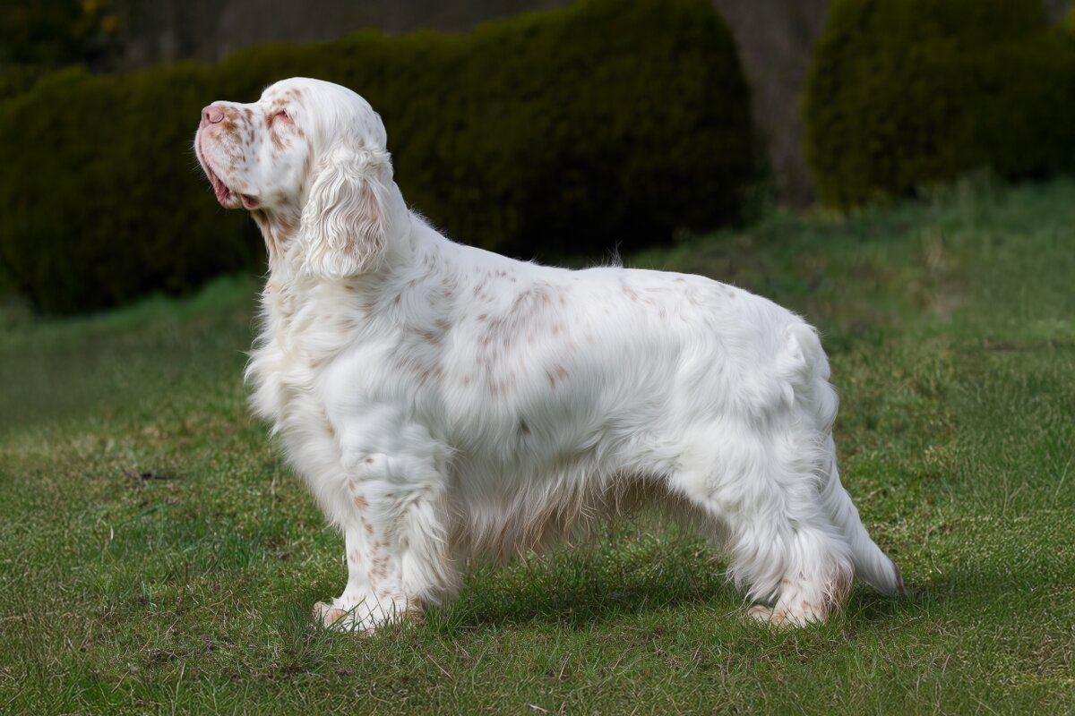 Clumber Spaniel