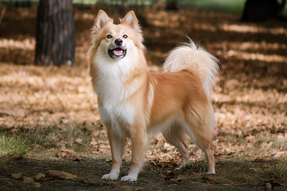 Icelandic Sheepdog