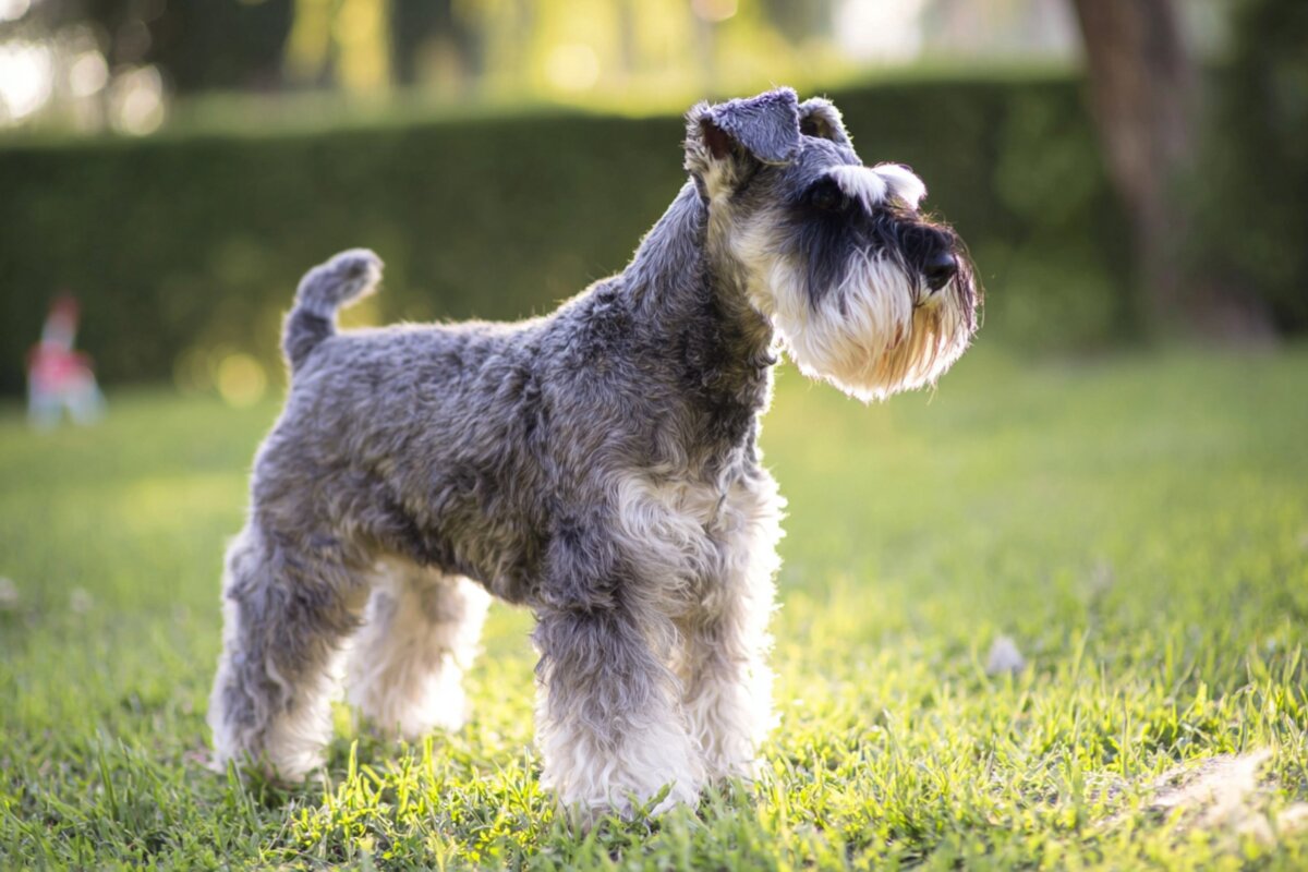 Miniature Schnauzer
