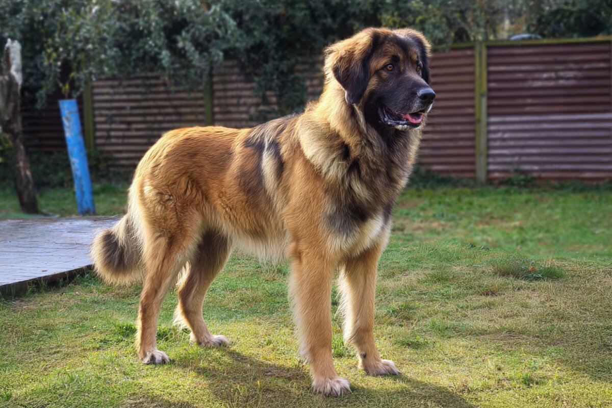 Estrela Mountain Dog