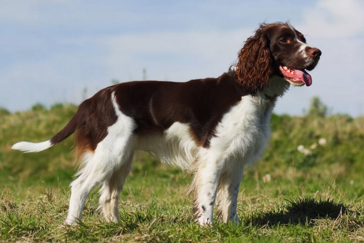 English Springer Spaniel