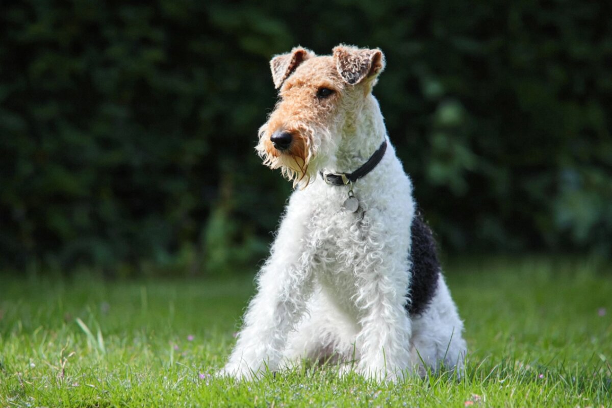Wire Fox Terrier