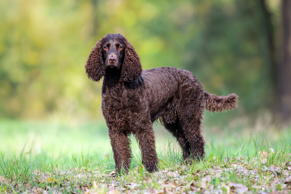 American Water Spaniel