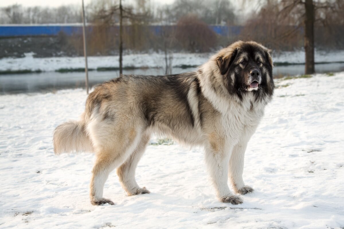 Caucasian Shepherd Dog