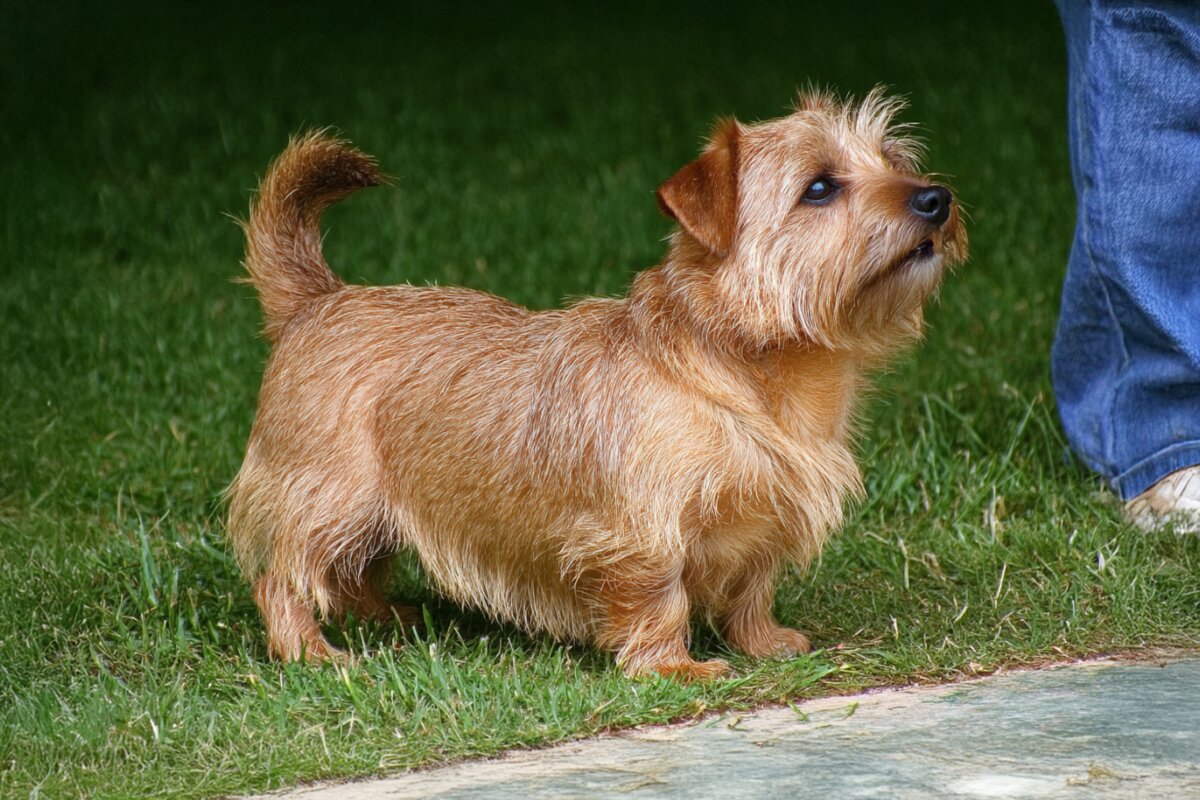 Norfolk Terrier