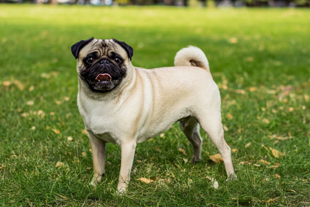 Pug