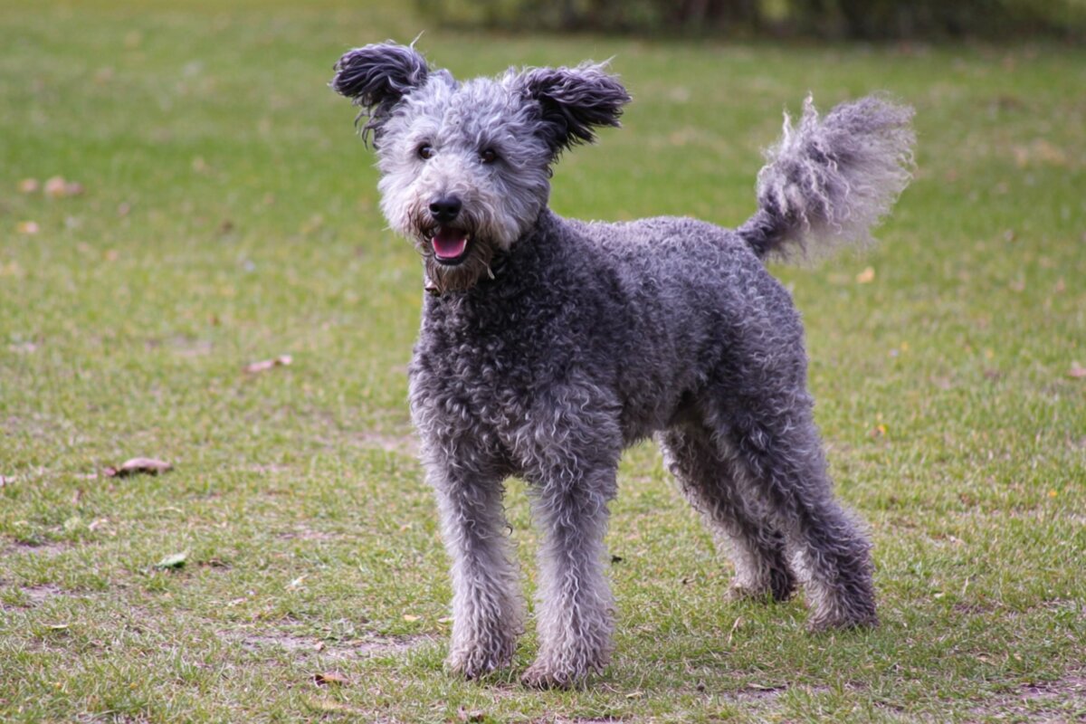 Pumi