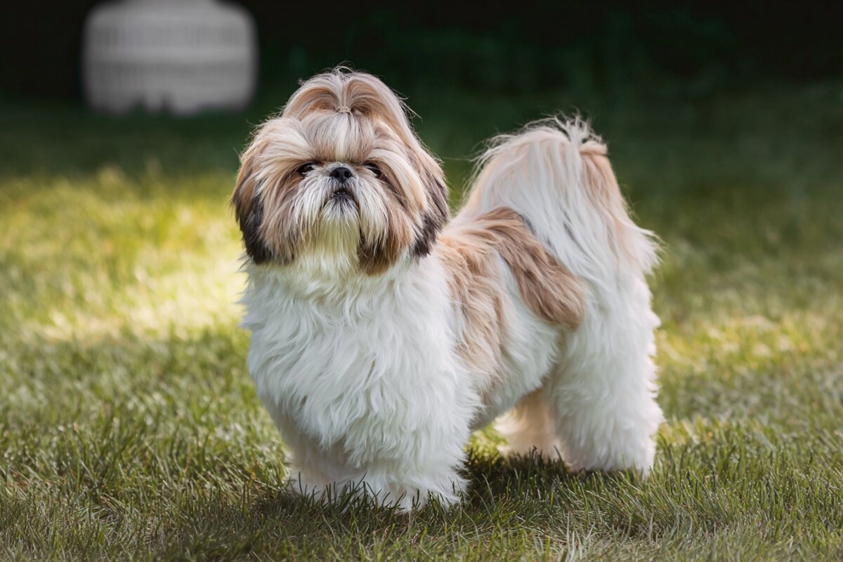 Shih Tzu