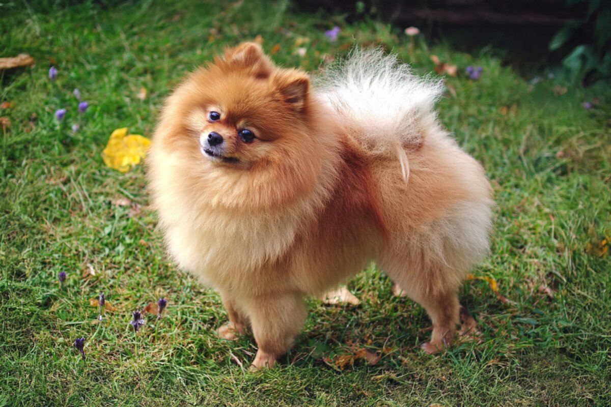 Pomeranian