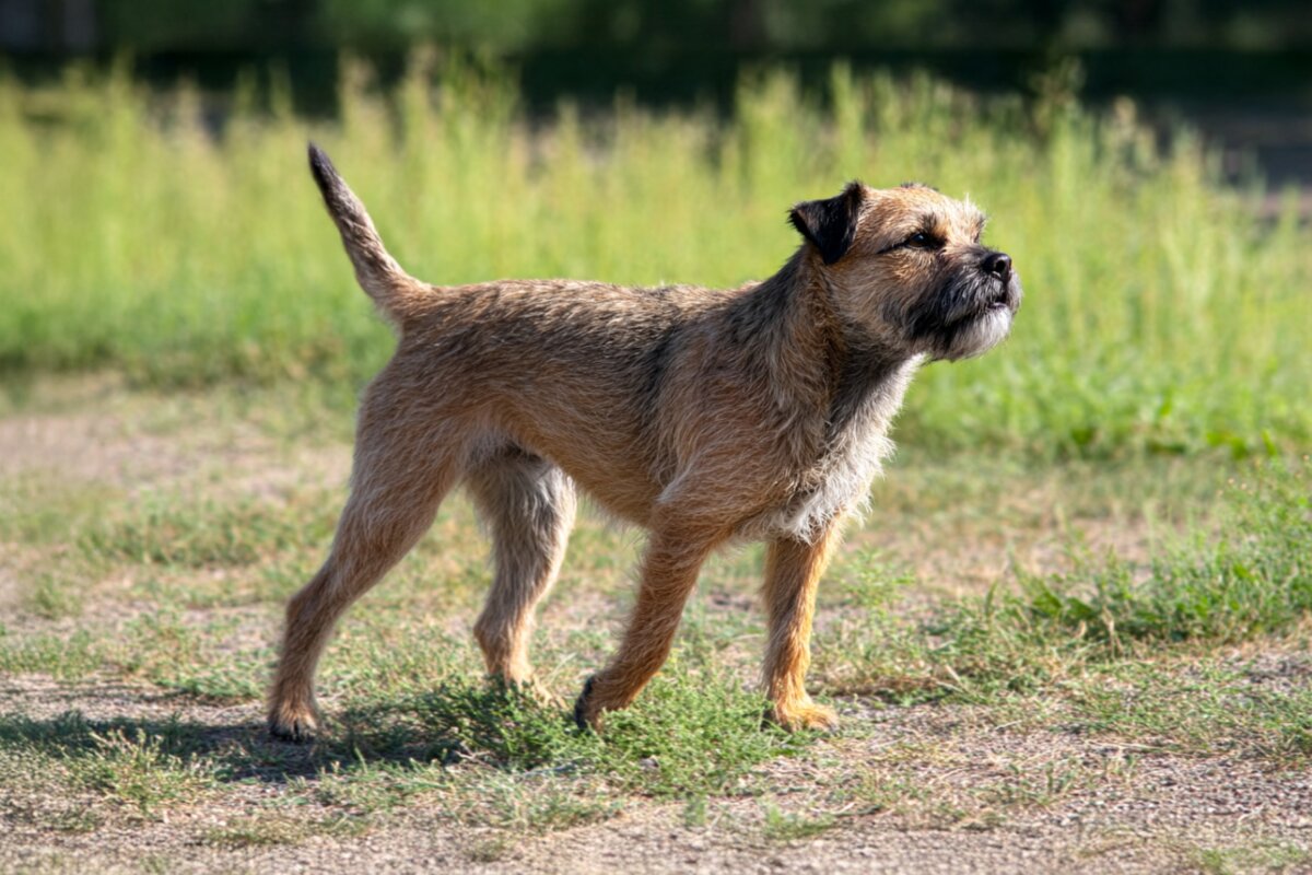 Border Terrier