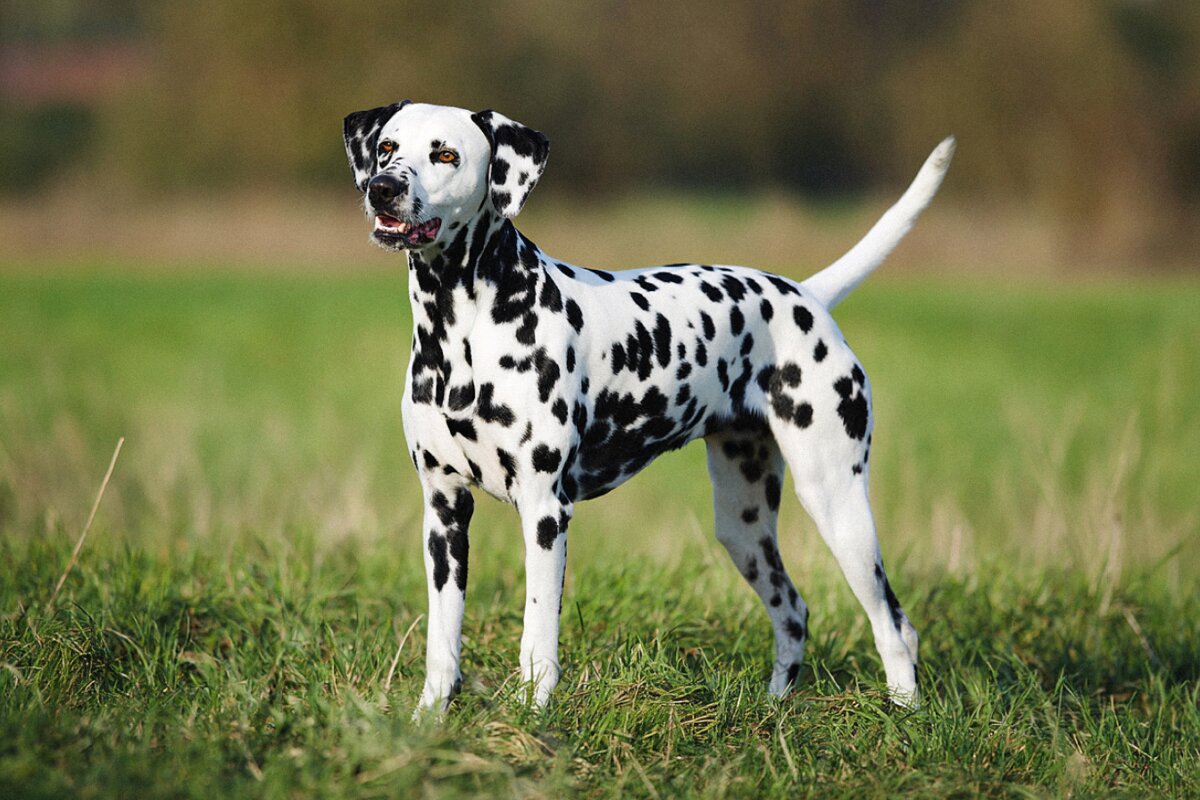 Dalmatian