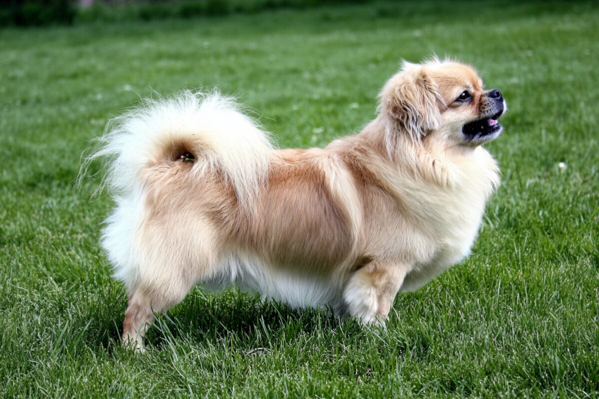 Tibetan Spaniel