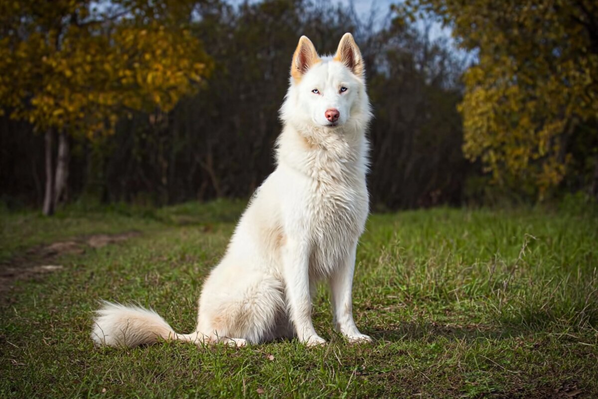 Yakutian Laika