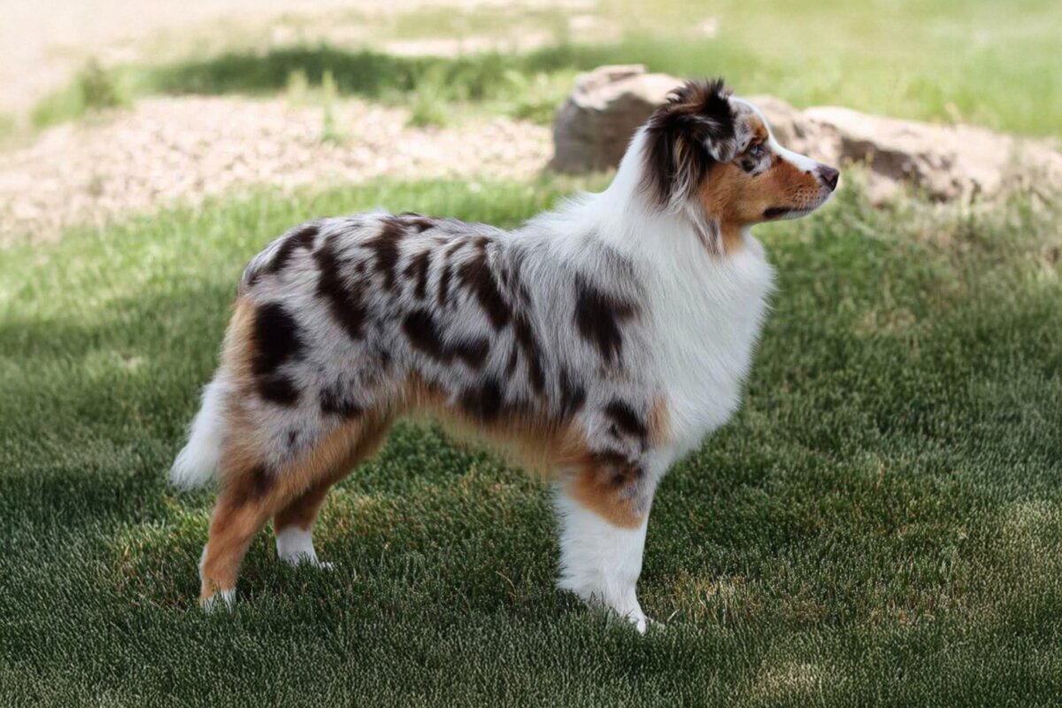 Miniature American Shepherd