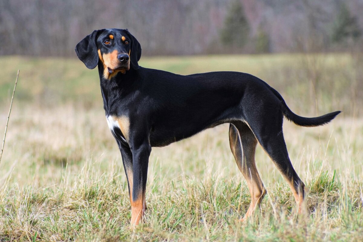 Transylvanian Hound
